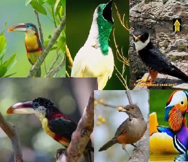 Aves da Amazônia — Alta Floresta