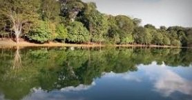 Floresta Amazônica e soja — Norte de MT