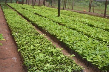 Agronegócio Diversificado — Tangará da Serra